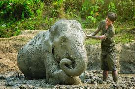 Half Day Private Elephant Care Experience + Including join round trip transfer (Morning Visit)