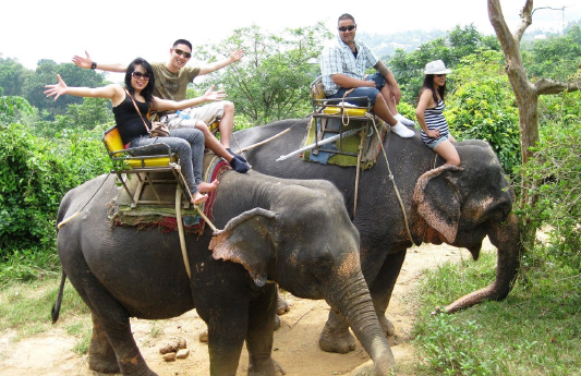 Phuket Elephant Trekking 30 Mins